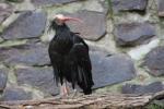 Northern bald ibis