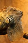 Green iguana