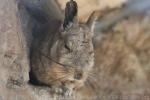 Northern viscacha