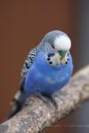 Budgerigar