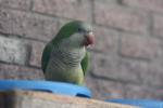 Monk Parakeet