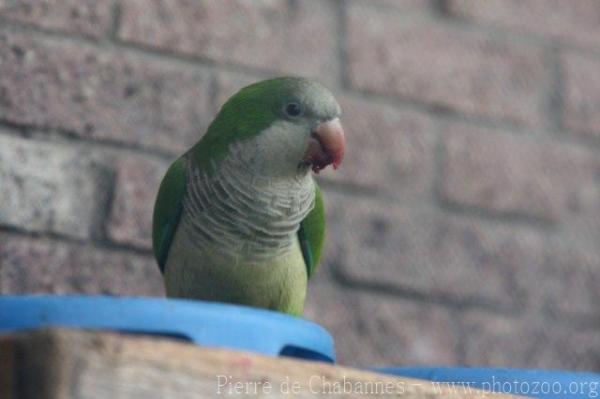 Monk Parakeet