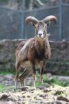 Corsican wild sheep