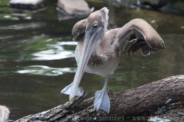 Brown pelican