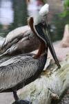 Brown pelican