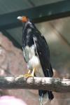 Mountain caracara