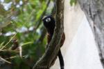 Red-mantled saddle-back tamarin