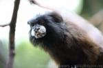 Red-mantled saddle-back tamarin