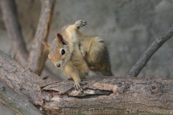 Caucasian squirrel