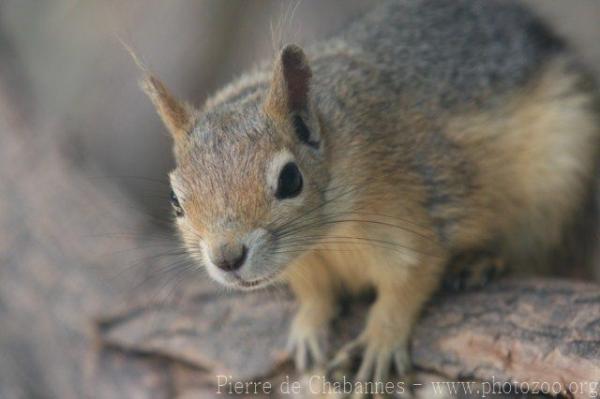 Caucasian squirrel