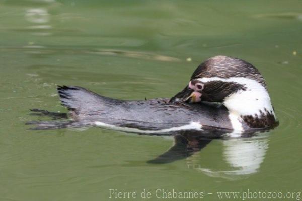 Humboldt's penguin