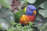 Rainbow lory