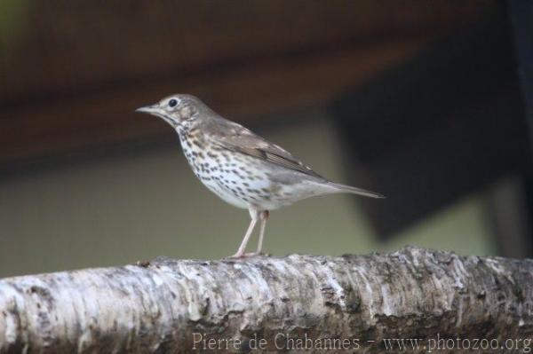 Mistle thrush