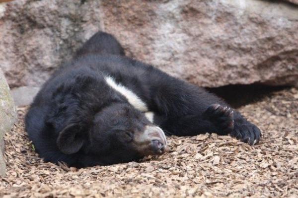 Indochinese black bear