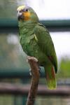 Orange-winged amazon