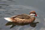 White-cheeked pintail