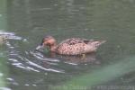 Cinnamon teal