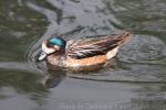 Chiloe wigeon