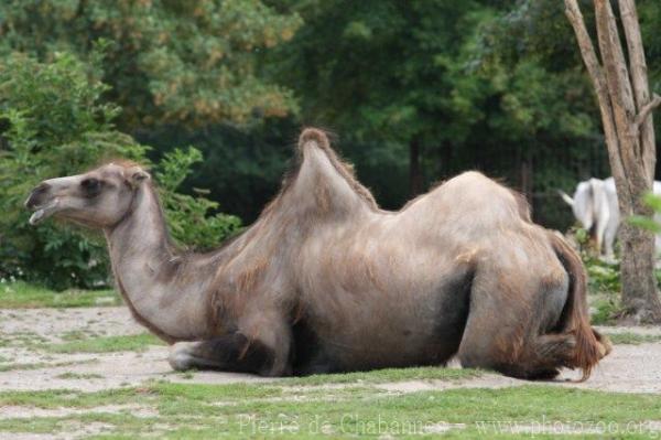 Bactrian camel