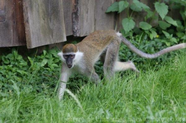 Vervet monkey