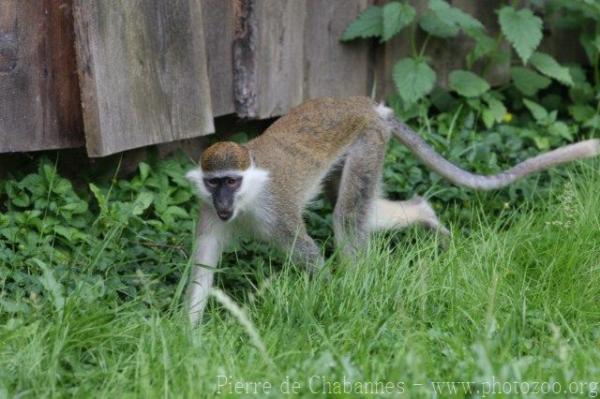 Vervet monkey