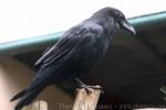 Common raven