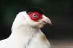 White eared-pheasant