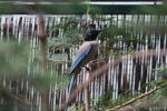 Iberian azure-winged magpie