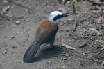 White-crested laughingthrush