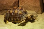 African spurred tortoise