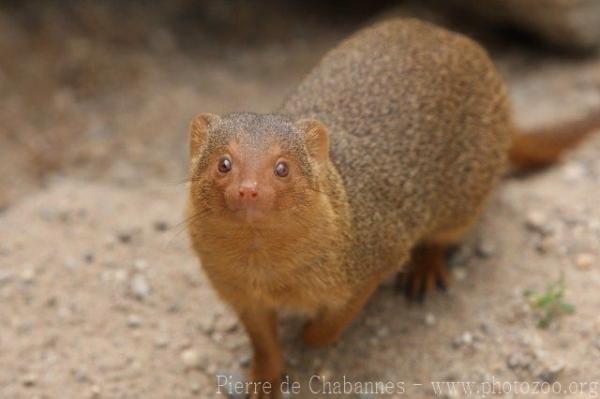 Common dwarf mongoose