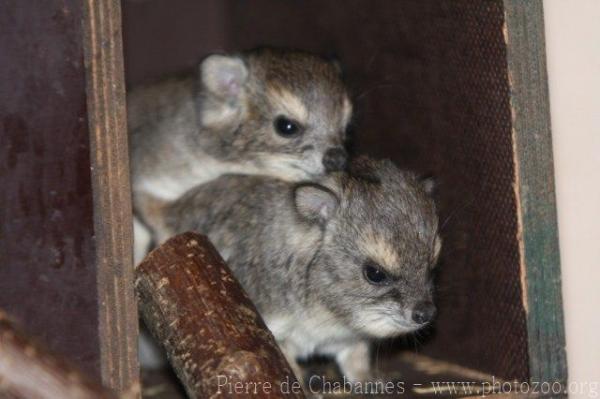 Bush hyrax