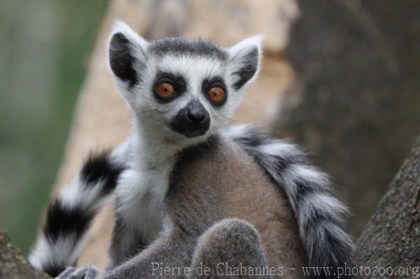 Ring-tailed lemur