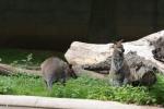 Red-necked wallaby