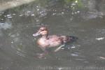 Ruddy duck