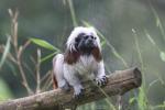 Cotton-top tamarin