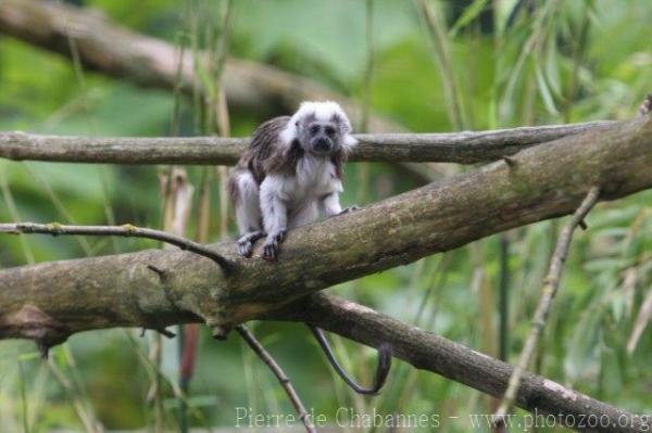 Cotton-top tamarin