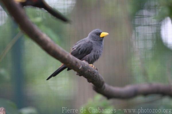 Grosbeak starling