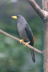 Grosbeak starling