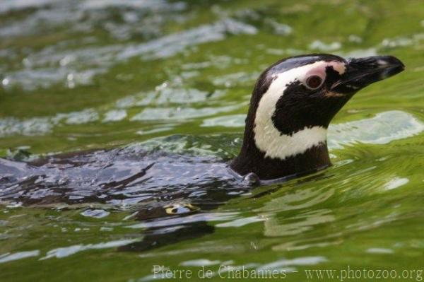 Magellanic penguin