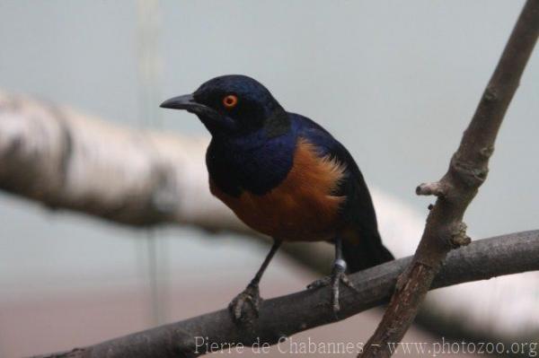 Hildebrandt's starling