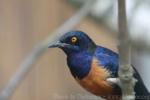 Hildebrandt's starling