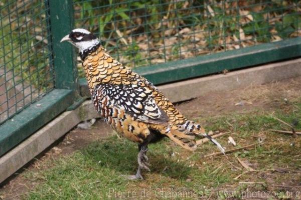 Reeve's pheasant