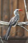 Red-billed hornbill