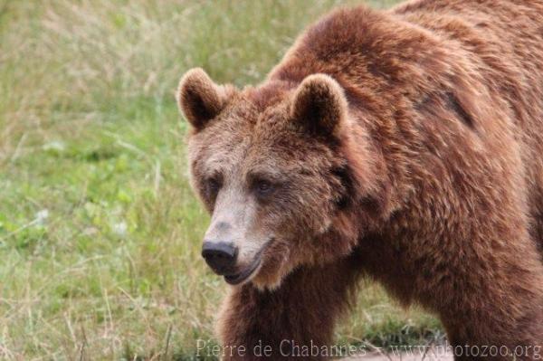 European brown bear