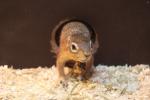 Unstriped ground squirrel