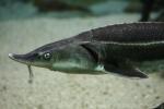 Sterlet sturgeon