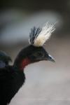 Congo peafowl