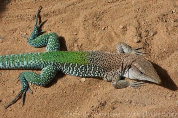 Giant ameiva