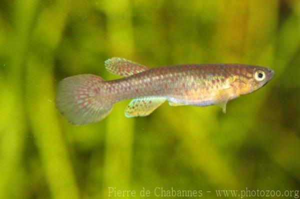 Volcano killifish